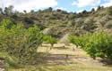 Cherry finca